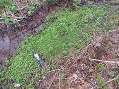 Chrysosplenium kamtschaticum