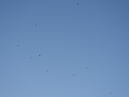 iNaturalist image