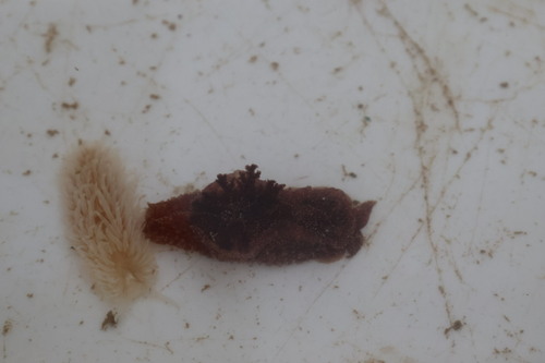 Pelagella castanea observed 2026-10-14