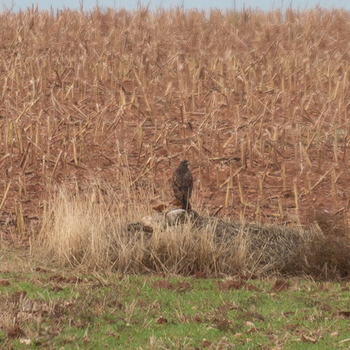 Common Buzzard