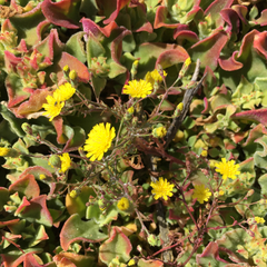 Malacothrix foliosa polycephala