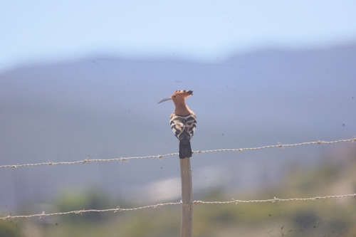 iNaturalist image
