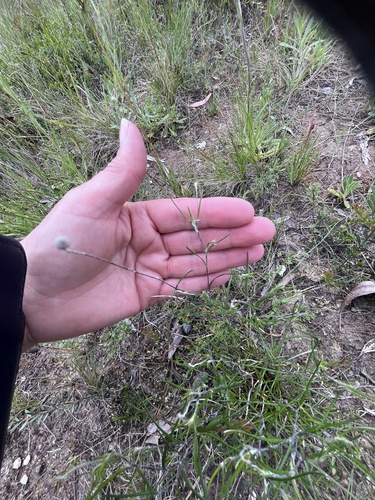 Leptorhynchos tenuifolius observed 2026-10-15