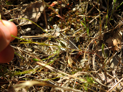 Campanula lusitanica lusitanica