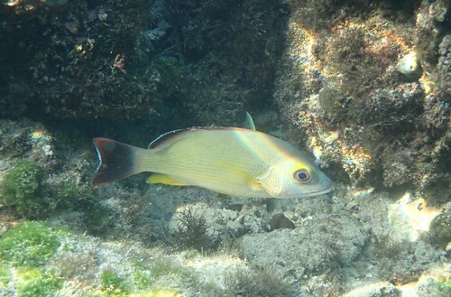 Lutjanus fulvus observed 2026-10-15