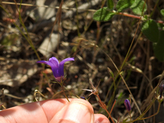Campanula lusitanica lusitanica