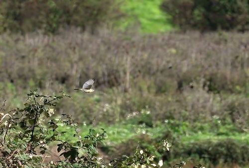 Isabelline Shrike