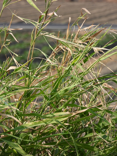 Rottboellia cochinchinensis observed 2026-10-15