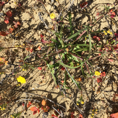 Malacothrix foliosa polycephala
