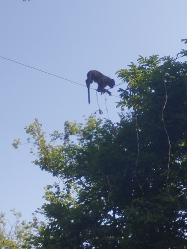 Bonnet Macaque