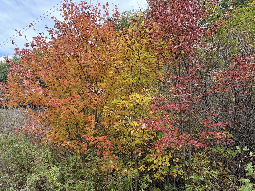 A photograph from Oct 14, 2026 near Longmeadow & the Connecticut River, where the observer’s point is approximate.