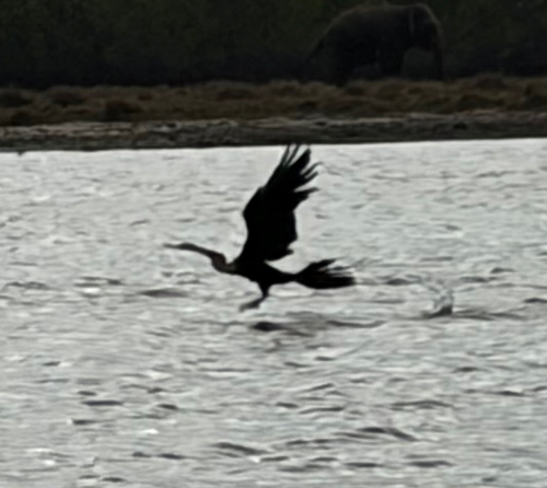 Oriental Darter