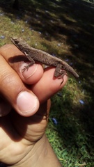 Anolis laeviventris