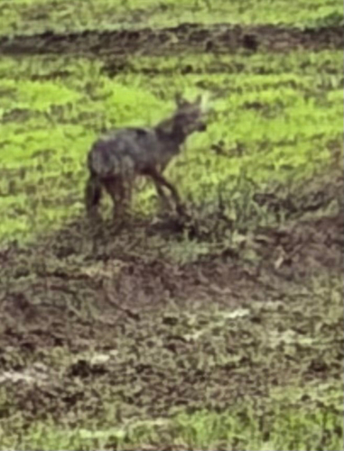 Sri Lankan Jackal