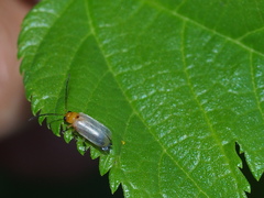 Anadimonia