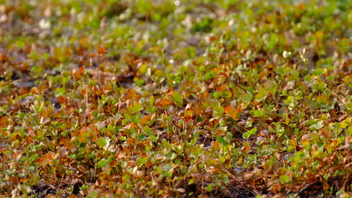 Marsilea quadrifolia observed 2026-10-15