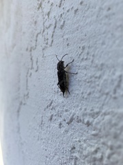 Xylotrechus nauticus