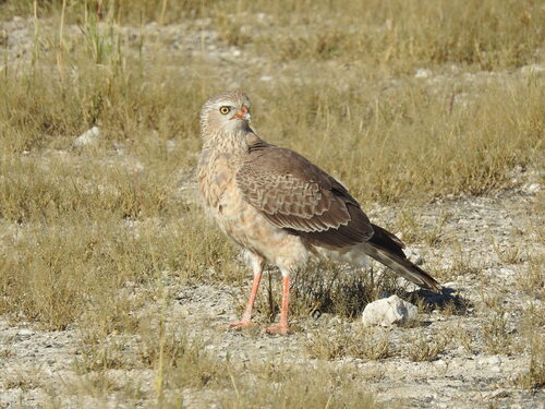 iNaturalist image