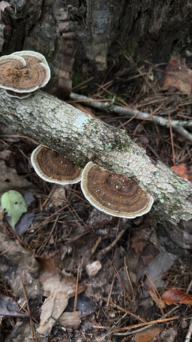 Thin-walled Maze Polypore