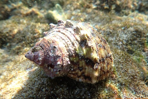 Turbo chrysostomus observed 2026-10-15