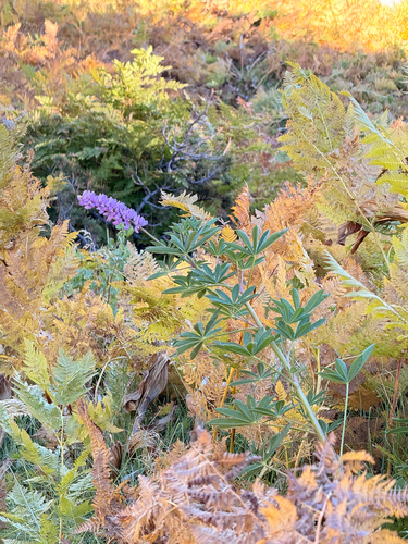 Lupinus perennis, 2026-10-02