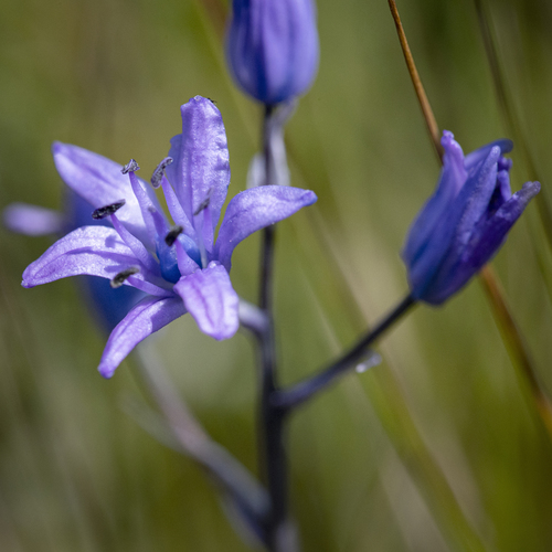 Single-Leaved Squill
