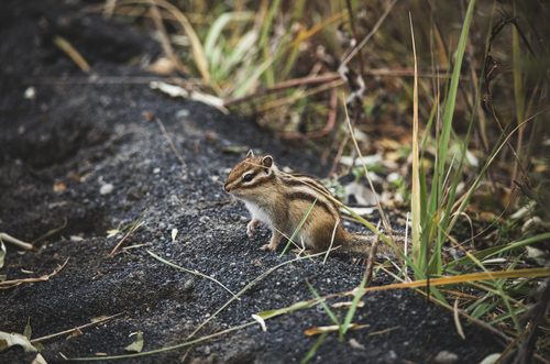 Tamias sibiricus observed 2026-10-14