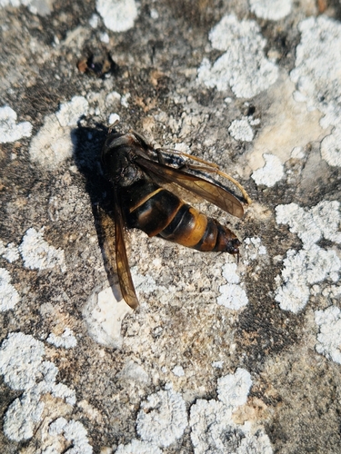 Vespa velutina nigrithorax