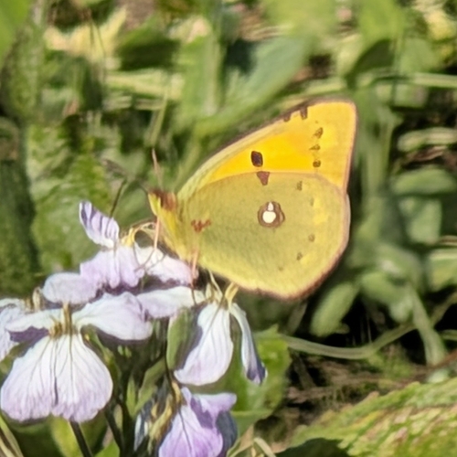 Clouded Yellow