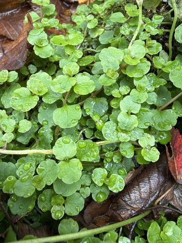 Chrysosplenium americanum observed 2026-10-14