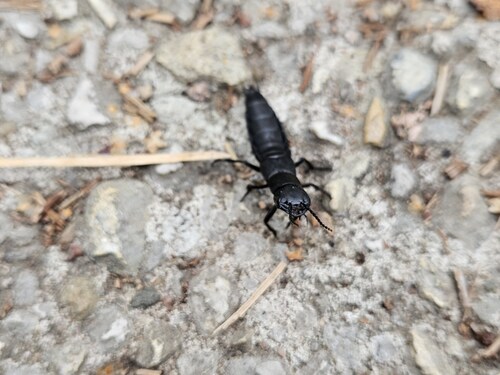 Devil's Coach Horse Beetle