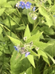 Pentaglottis sempervirens