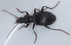 Platynus ovipennis