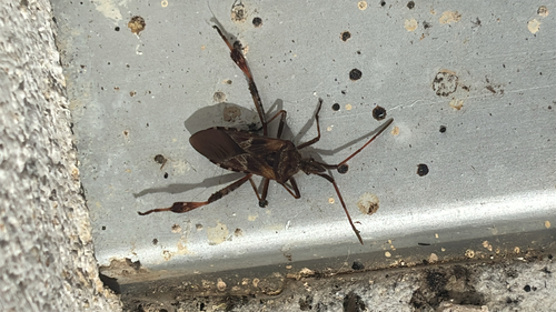 Western Conifer Seed Bug