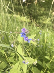 Pentaglottis sempervirens