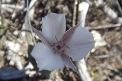 Calochortus umbellatus