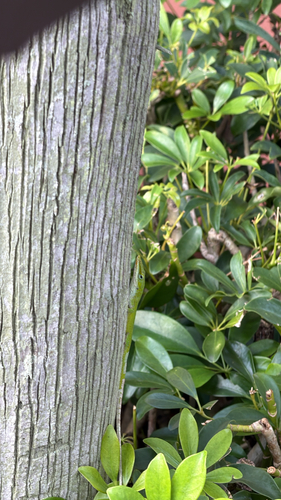 Green Anole
