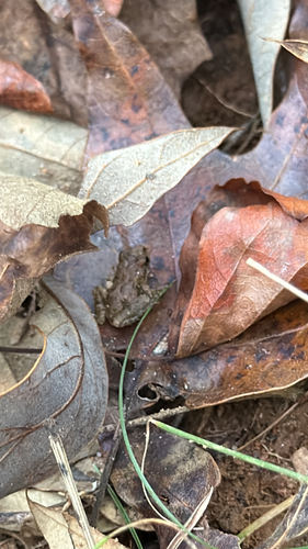 Northern Cricket Frog