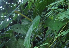 Chironius septentrionalis