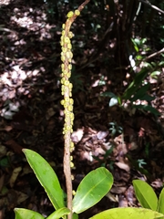 Sarcopera sessiliflora