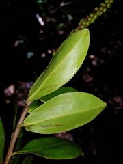 Sarcopera sessiliflora