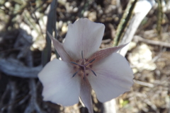 Calochortus umbellatus