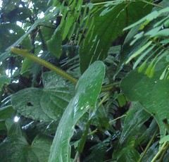 Chironius septentrionalis