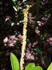Sarcopera sessiliflora
