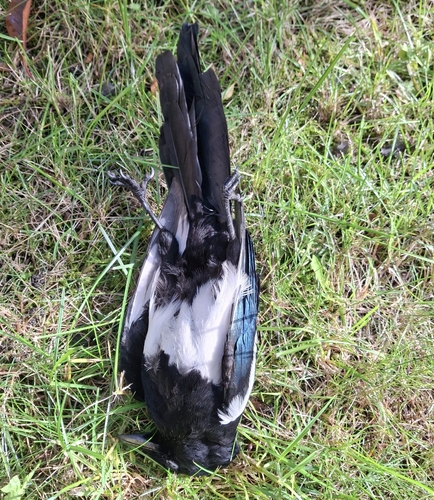 Eurasian Magpie