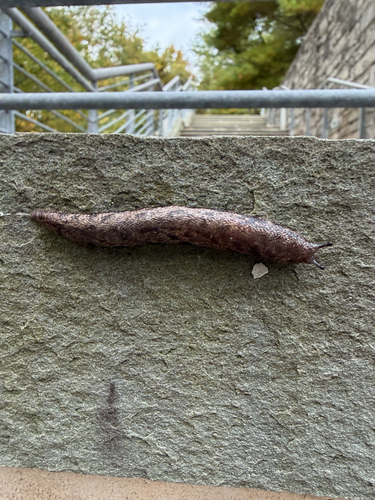 Megapallifera mutabilis, 2026-10-15