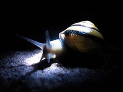 Cepaea nemoralis