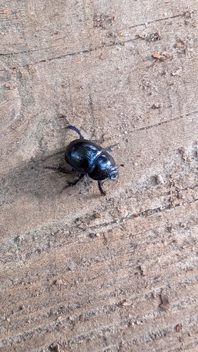 Woodland Dor Beetle
