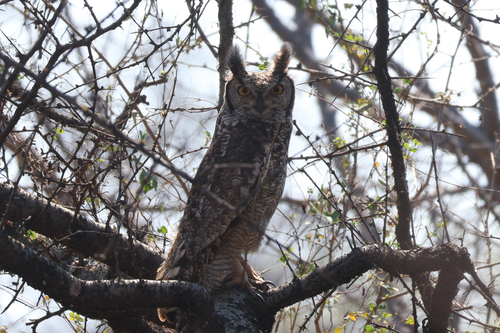 iNaturalist image
