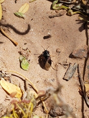 Geocoris atricolor